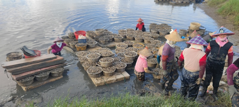 海蛏批发，福建自家基地一手海蛏批发