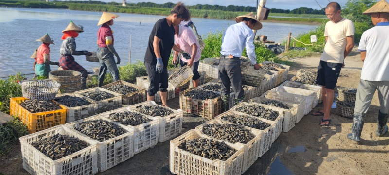 海蛏批发，福建自家基地一手海蛏批发