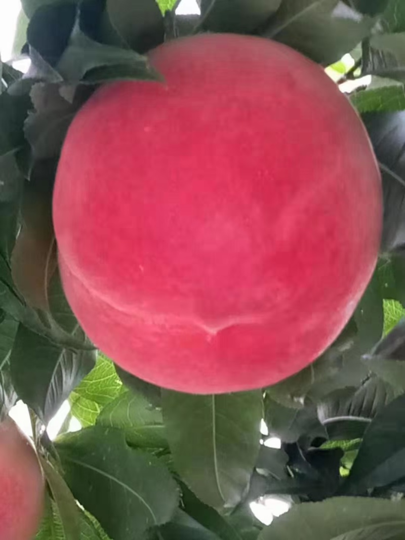 【吃货推荐】大京红水蜜桃汁水多甜如蜜产地直发大量上市