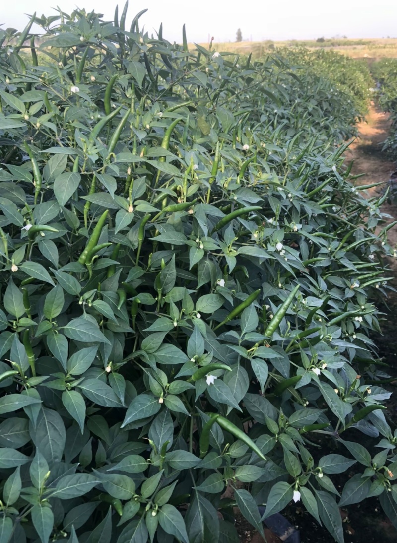 精品青小米椒现摘现发超辣特辣基地直供欢迎咨询联系
