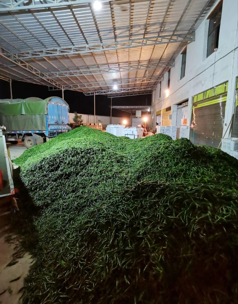 精品青小米椒现摘现发超辣特辣基地直供欢迎咨询联系