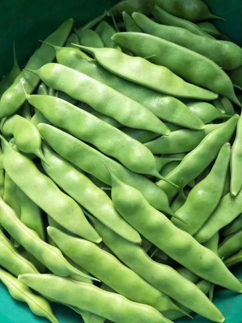 东北油豆角大量上市了，欢迎全国各地的新老客户前来洽谈选购