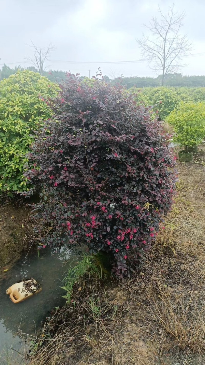 红花继木球基地直发规格齐全保证质量优欢迎老板来电