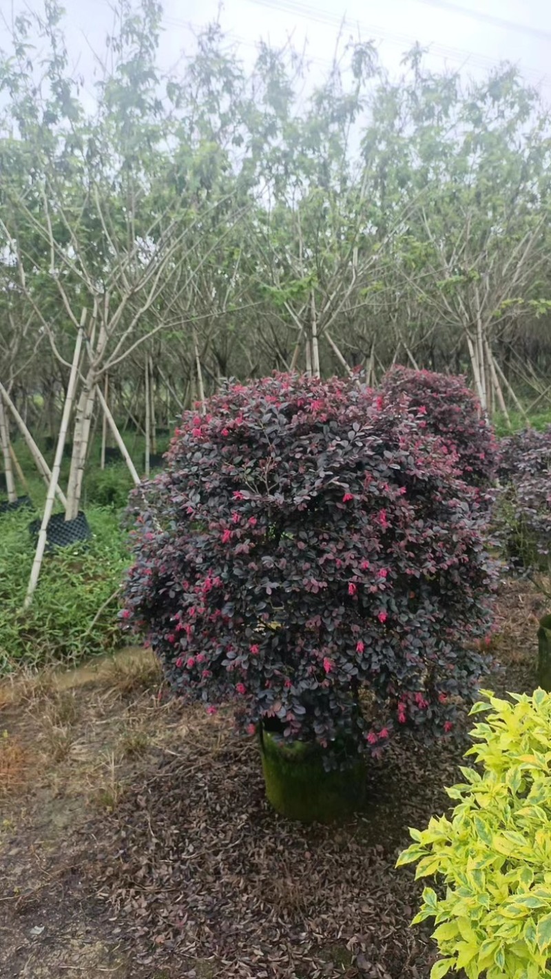 红花继木球基地直发规格齐全保证质量优欢迎老板来电