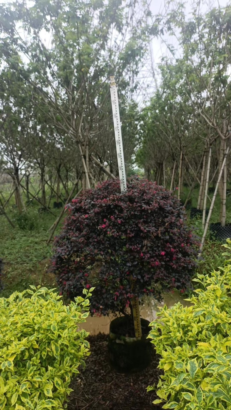 红花继木球基地直发规格齐全保证质量优欢迎老板来电