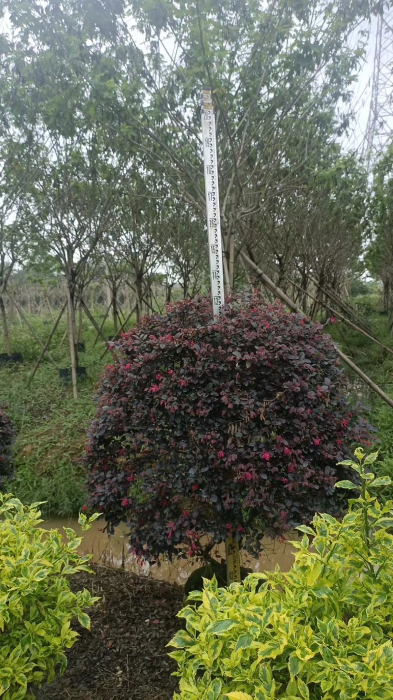 红花继木球基地直发规格齐全保证质量优欢迎老板来电