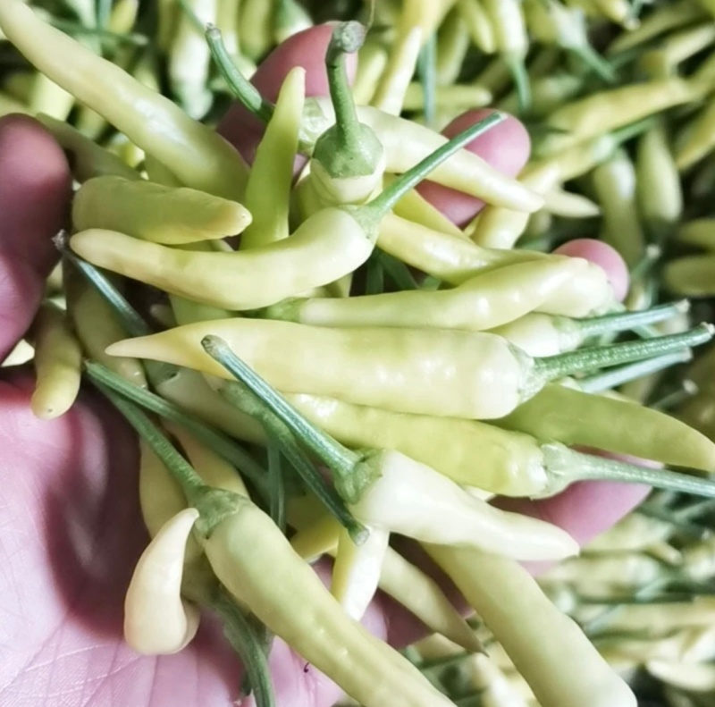 云南特产白泡椒红小米椒青辣椒特辣超辣现摘现发