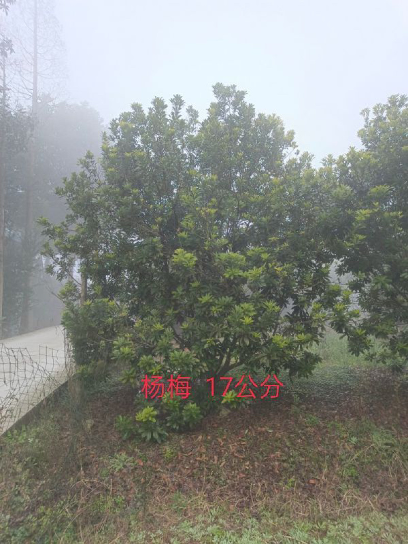 杨梅树