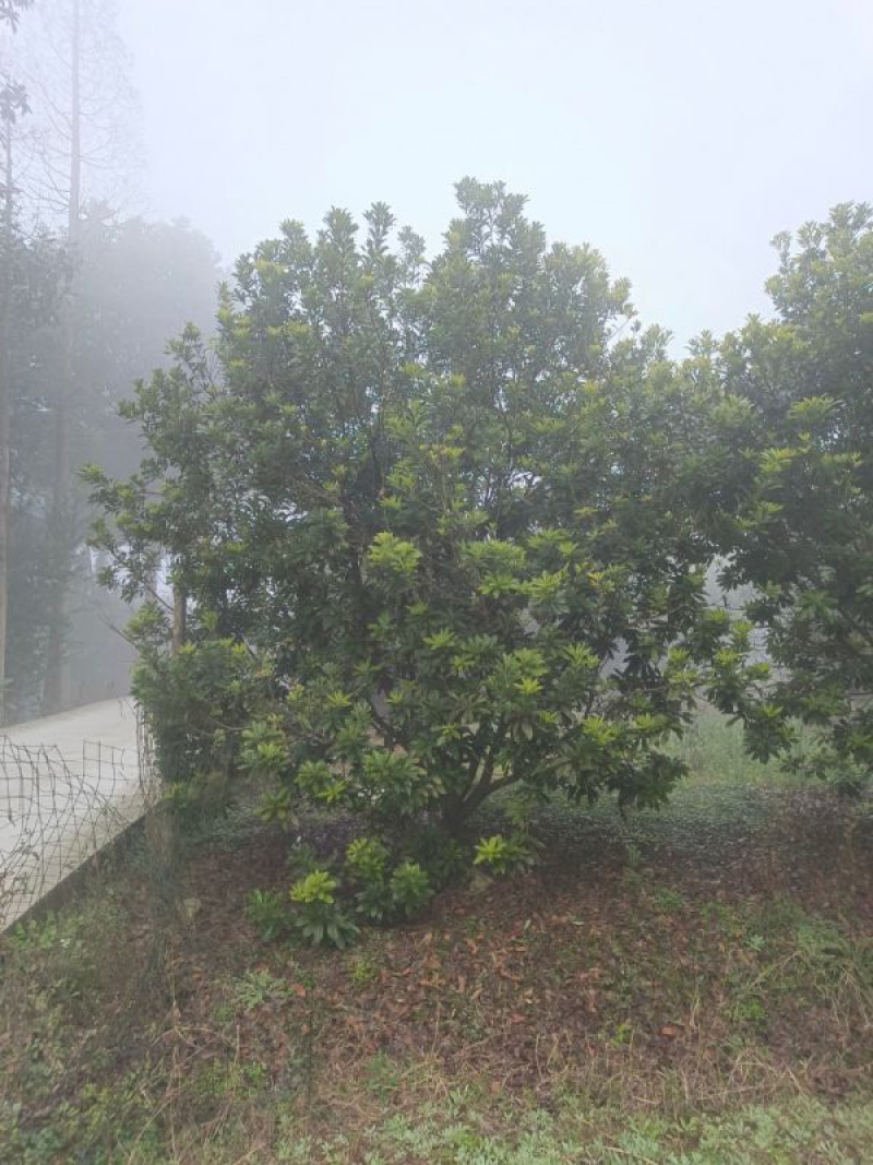 杨梅树