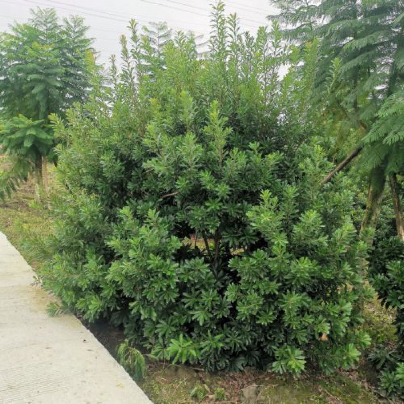 杨梅树