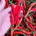 云南文山小米椒大量上市产地直发一手货源品质保障