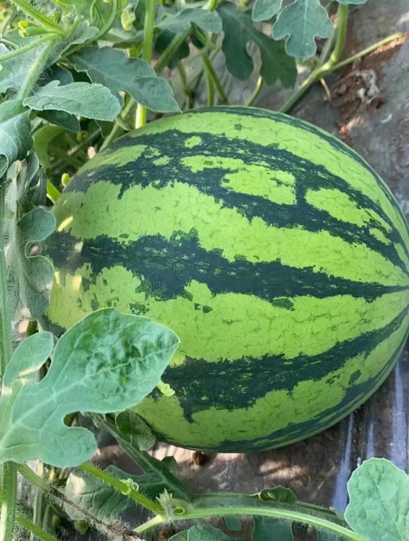 【推荐】精品美都西瓜宁夏美都皮薄肉多对接商超市场