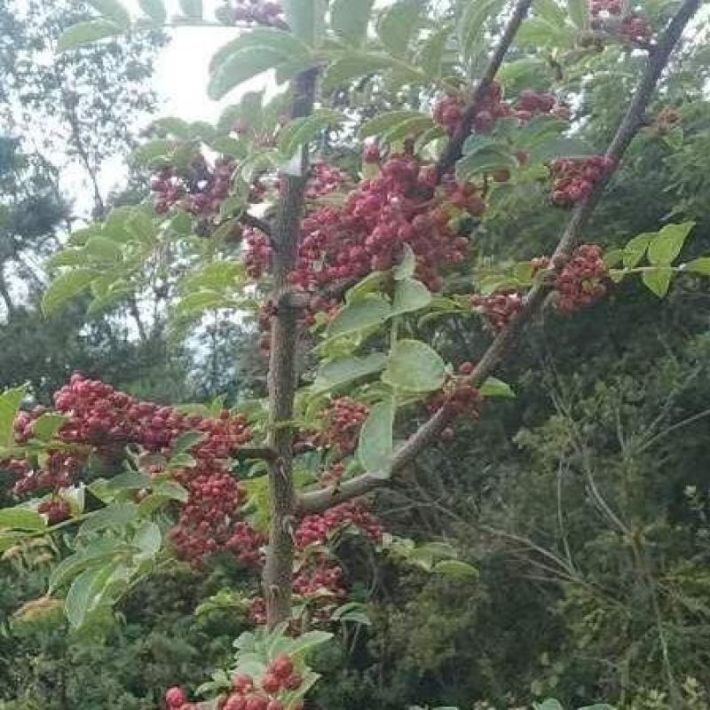 精选汉源贡椒，又香又麻，现摘现发，基地发往全囯名地