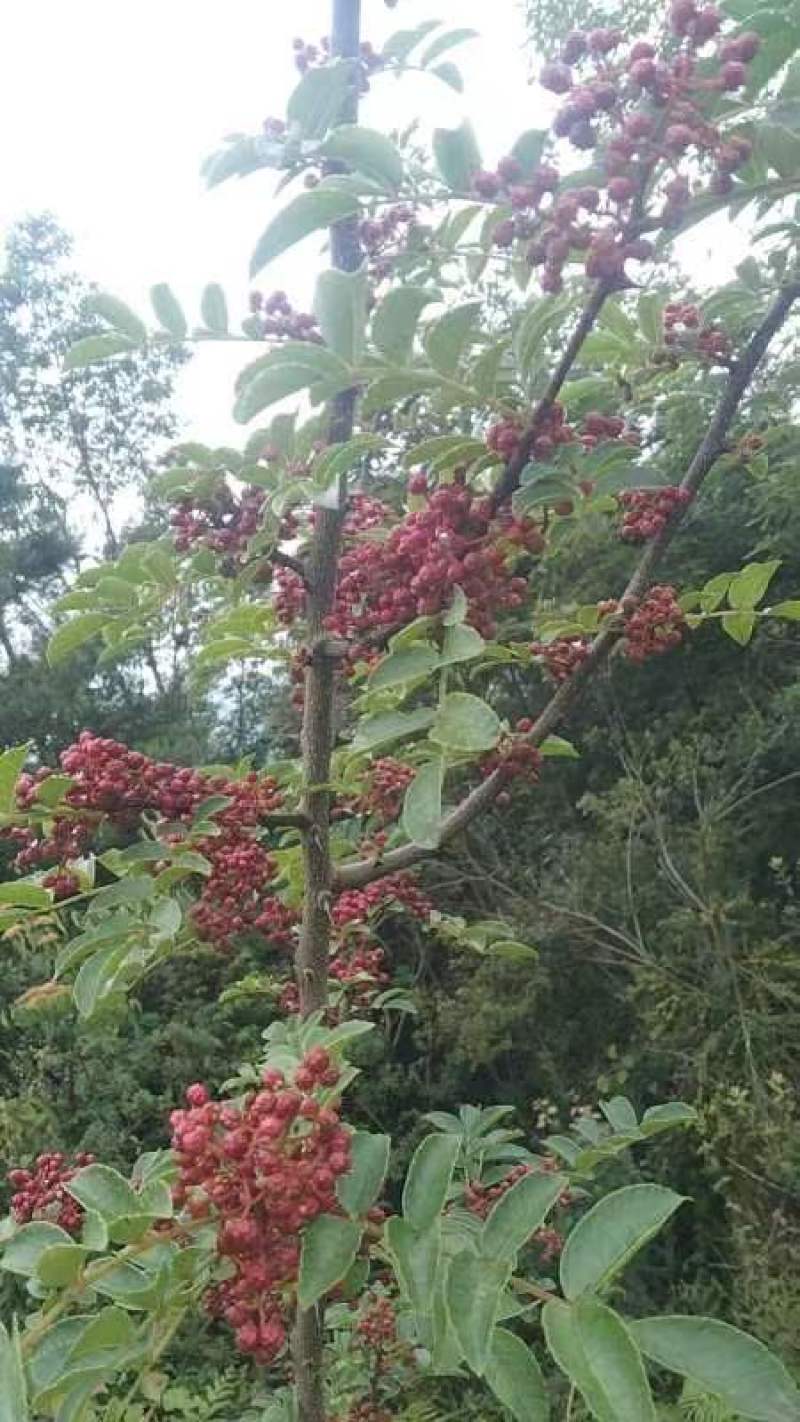 精选汉源贡椒，又香又麻，现摘现发，基地发往全囯名地