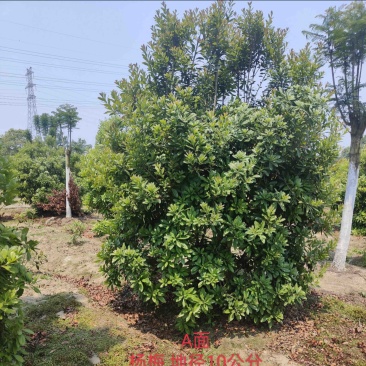 杨梅树