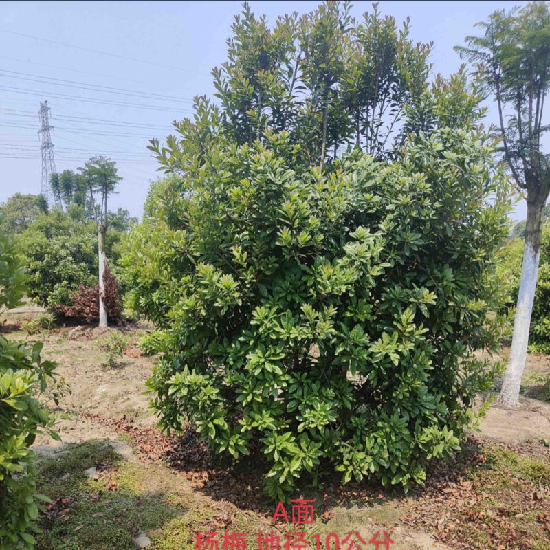 杨梅树