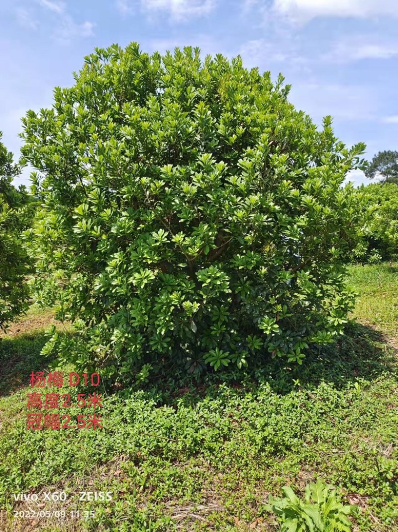 杨梅树