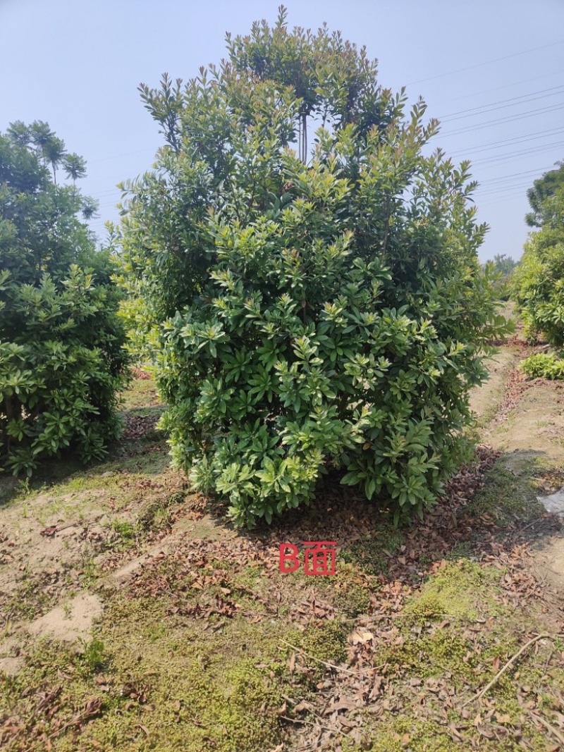 杨梅树