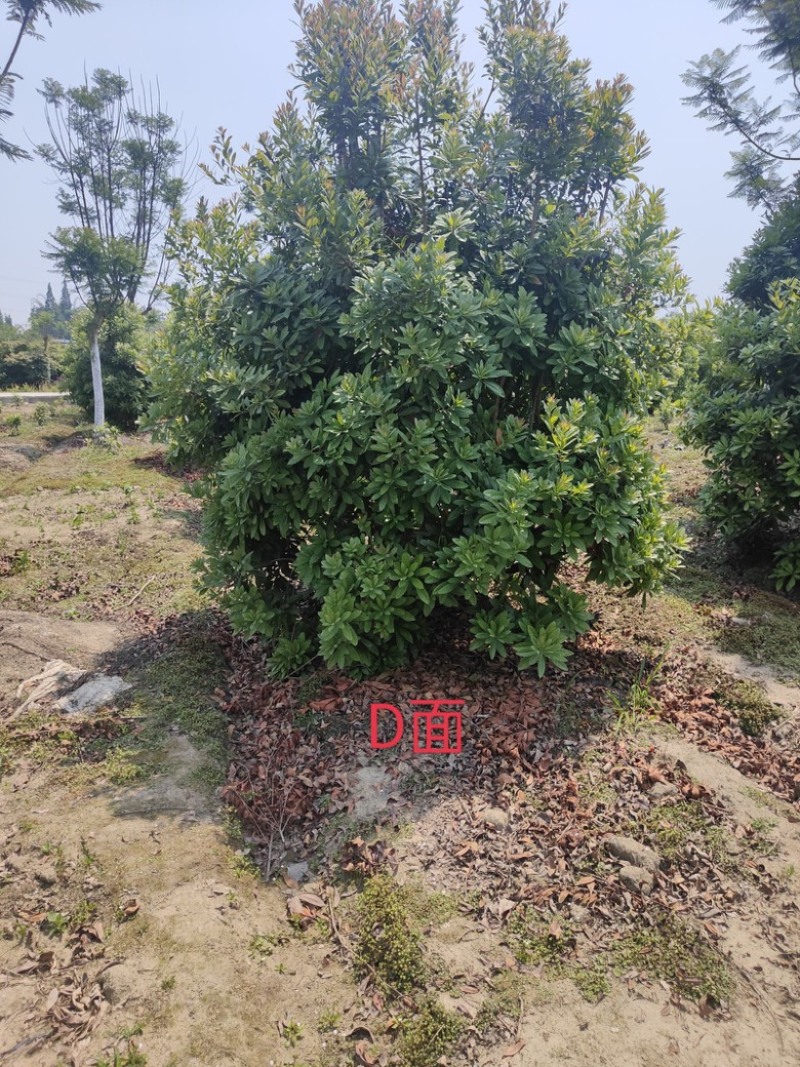 杨梅树