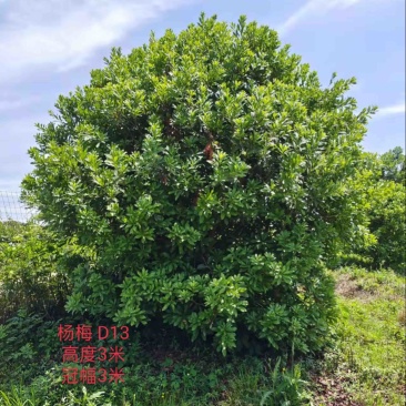 杨梅树