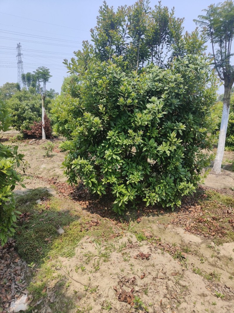 杨梅树