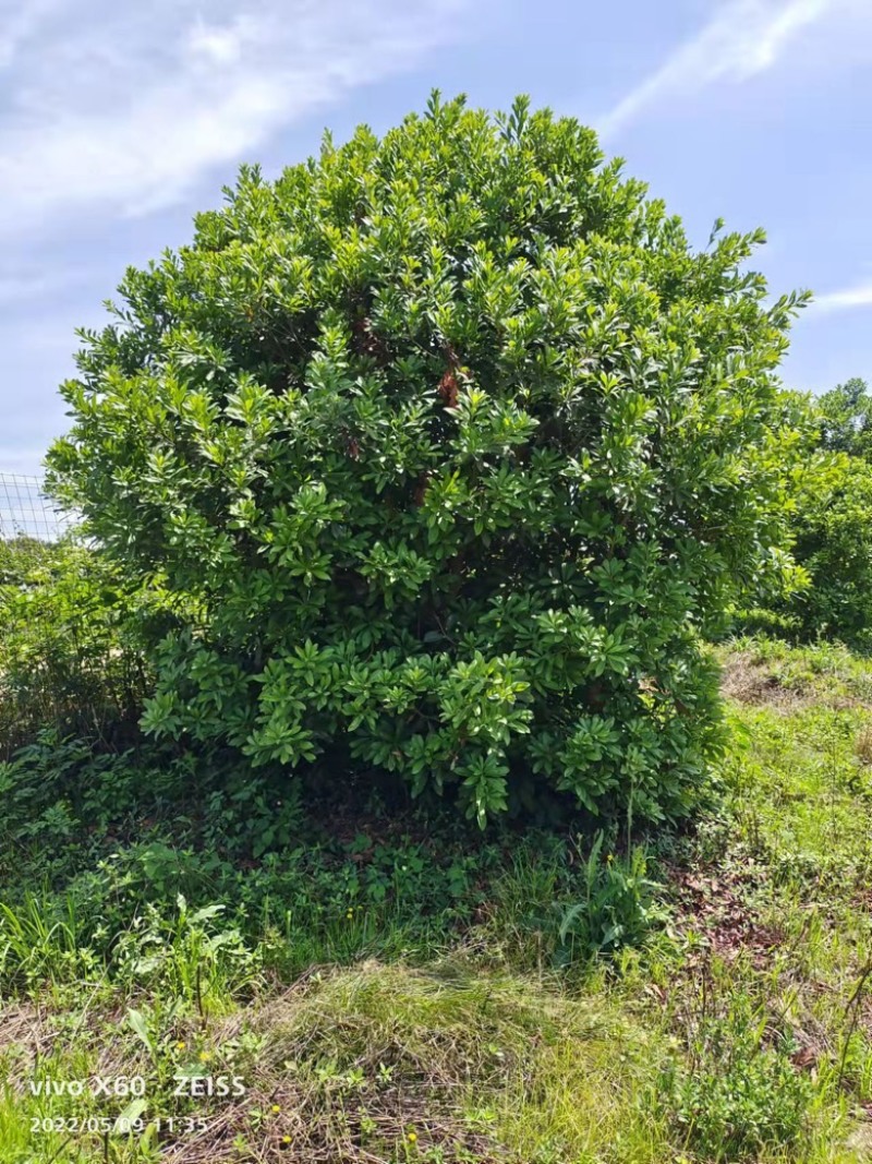 杨梅树