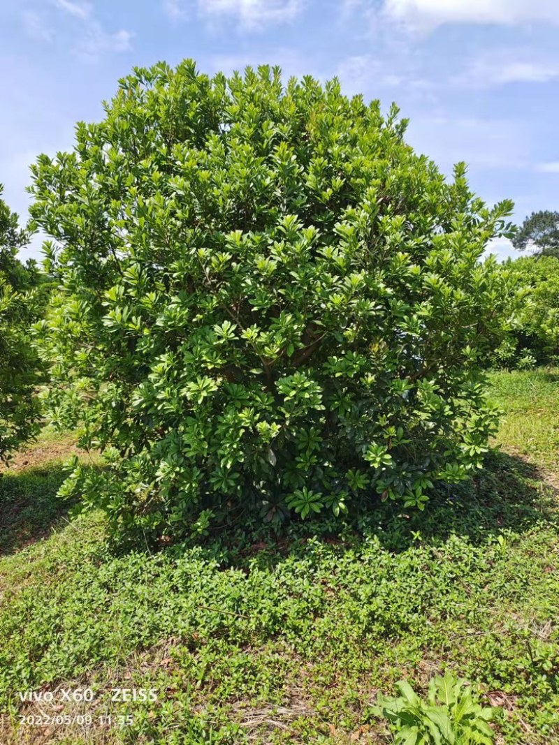杨梅树