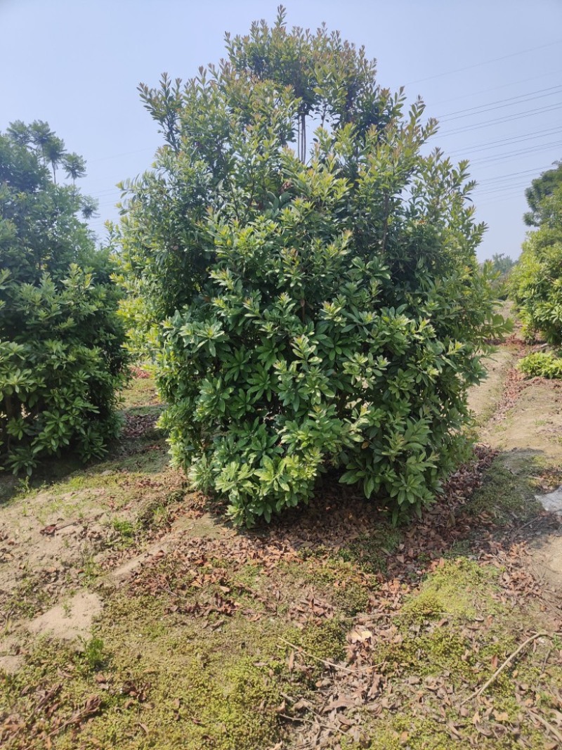 杨梅树