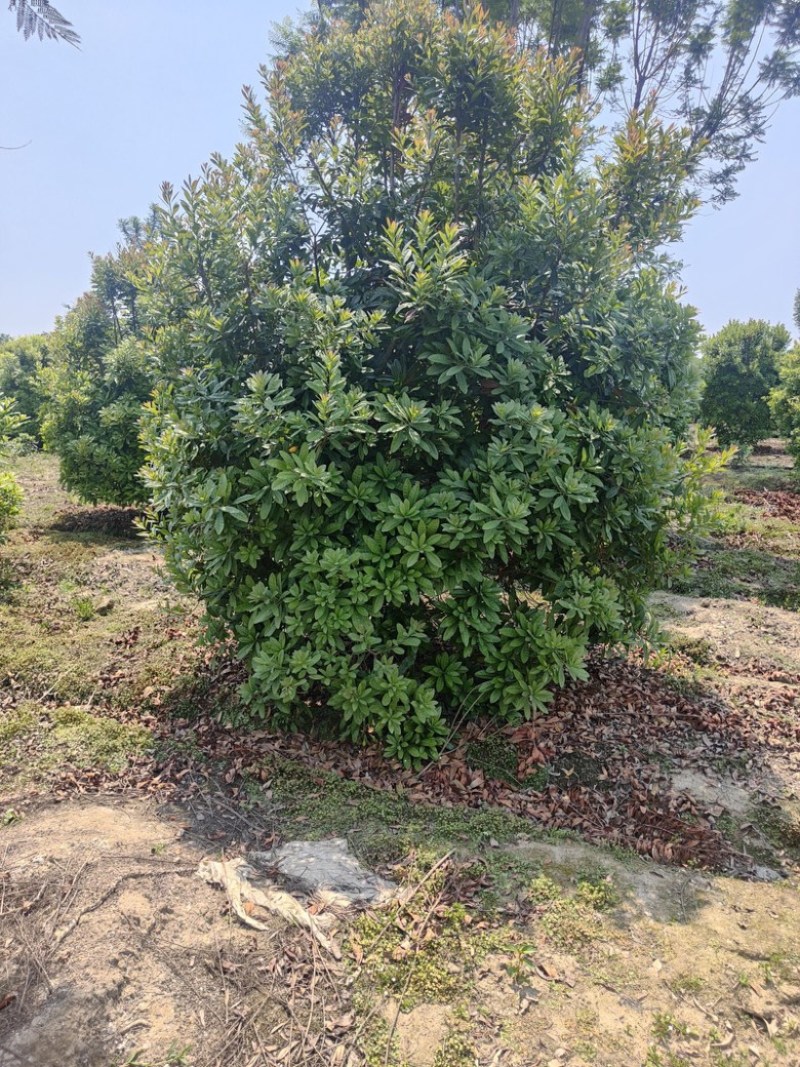 杨梅树