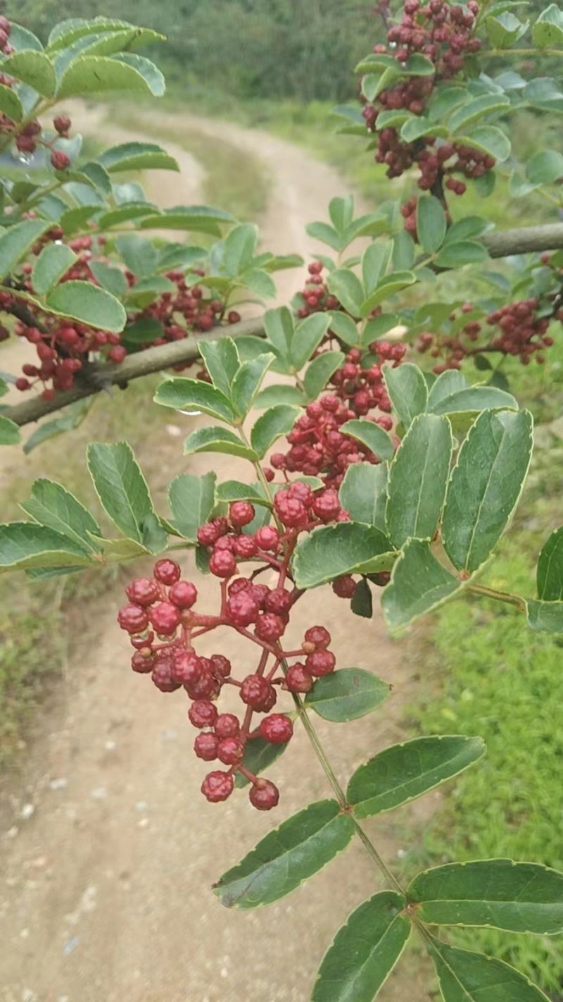 红花椒四川汉源贡椒，香麻四溢，基地发往全国各地