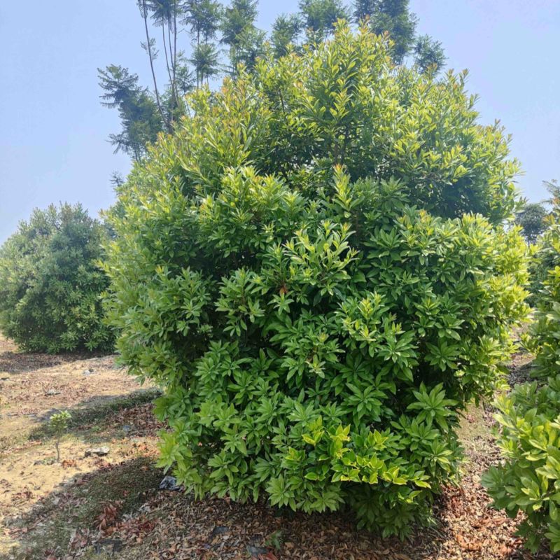 丛生杨梅树