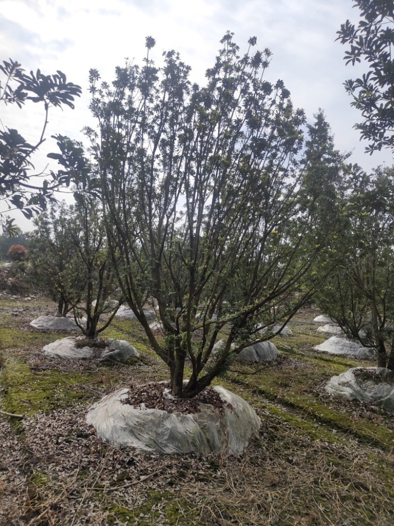 丛生杨梅树