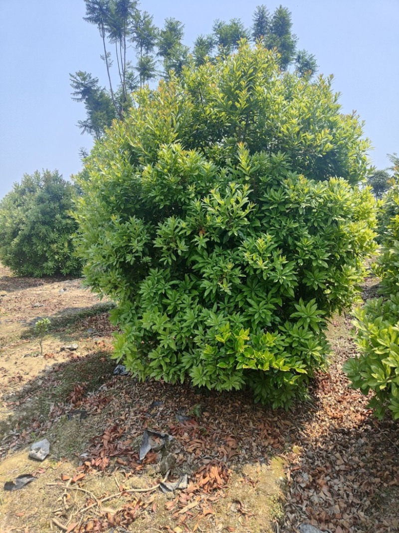 丛生杨梅树