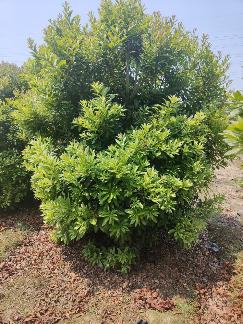 丛生杨梅树