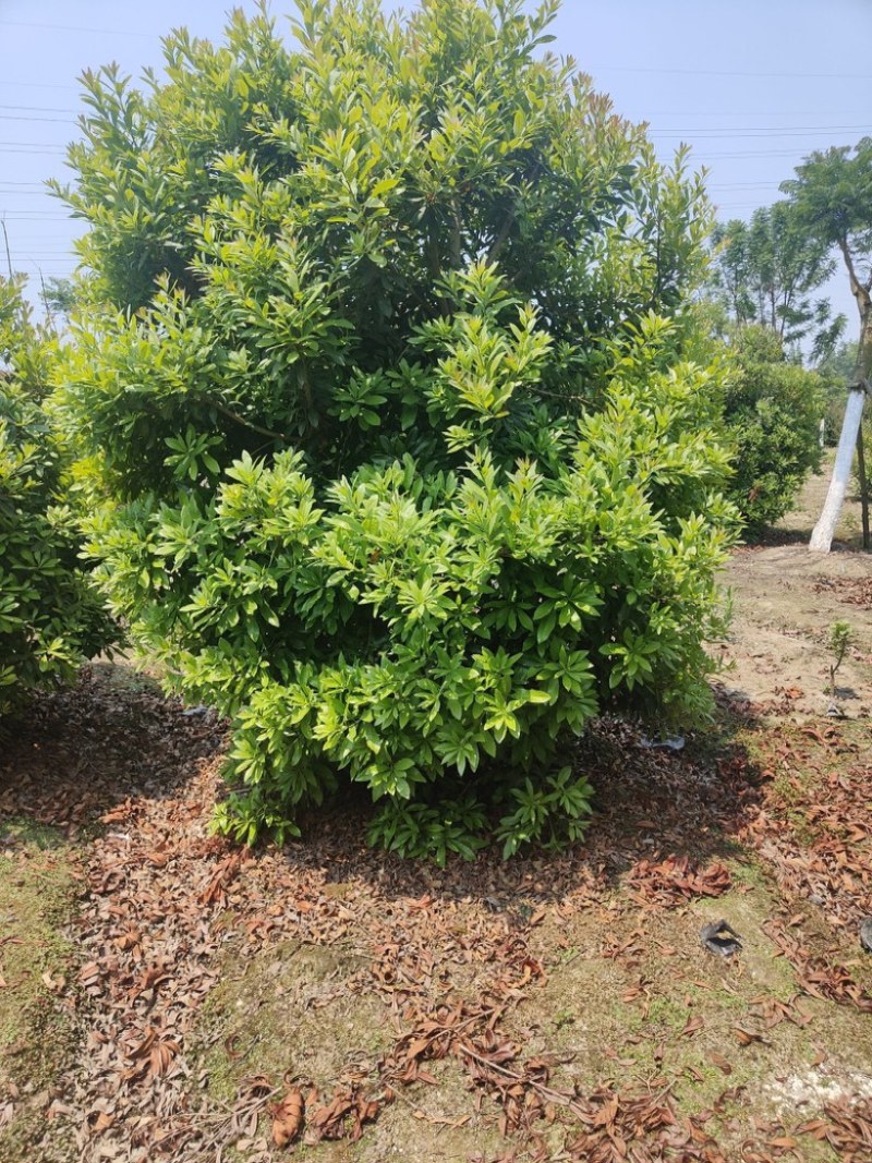 丛生杨梅树