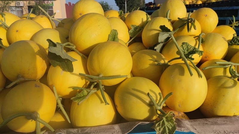 甘肃民勤收城蜜瓜金红宝大量供应，产地直发，量大从优。