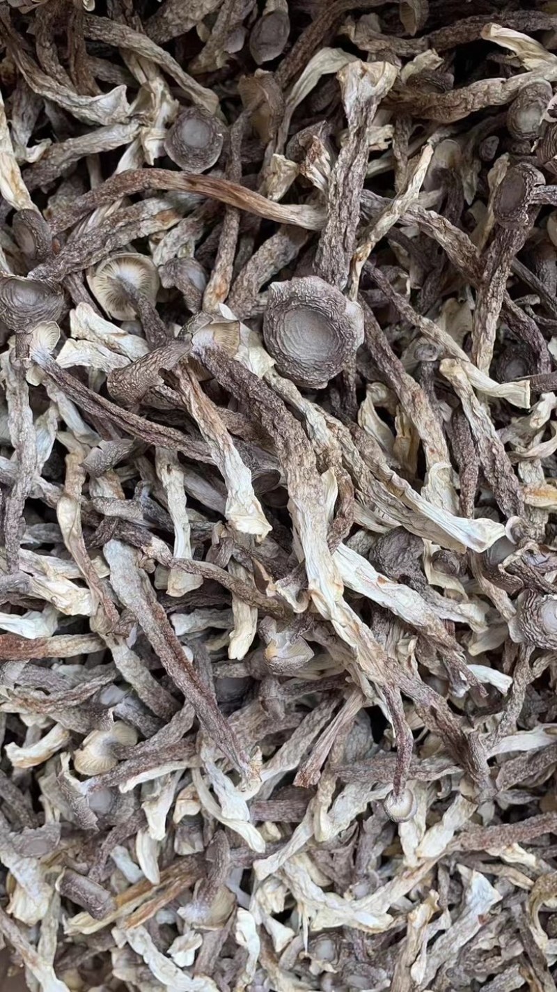 鹿茸菇精品鹿茸菇干货批发