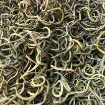 精品化石草，有小叶、细叶、中叶、大叶化石草