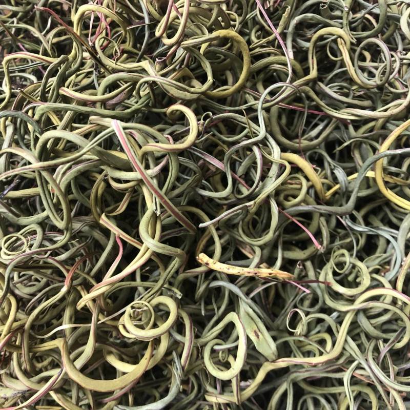精品化石草，有小叶、细叶、中叶、大叶化石草