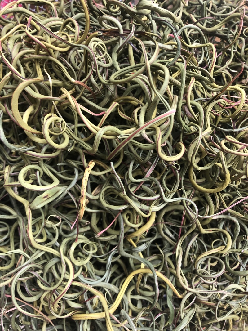 精品化石草，有小叶、细叶、中叶、大叶化石草