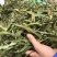 精品化石草，有小叶、细叶、中叶、大叶化石草