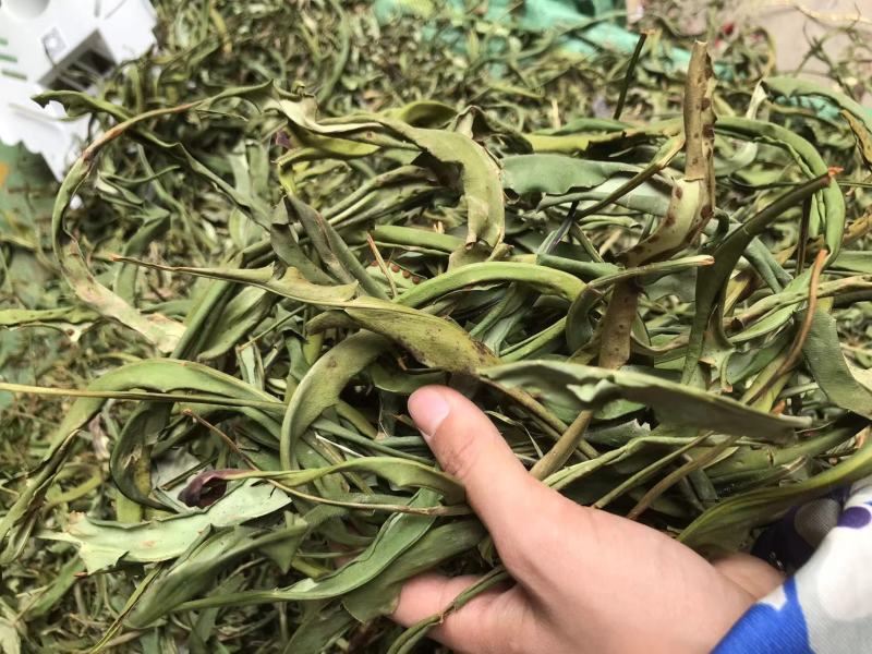精品化石草，有小叶、细叶、中叶、大叶化石草