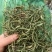 精品化石草，有小叶、细叶、中叶、大叶化石草