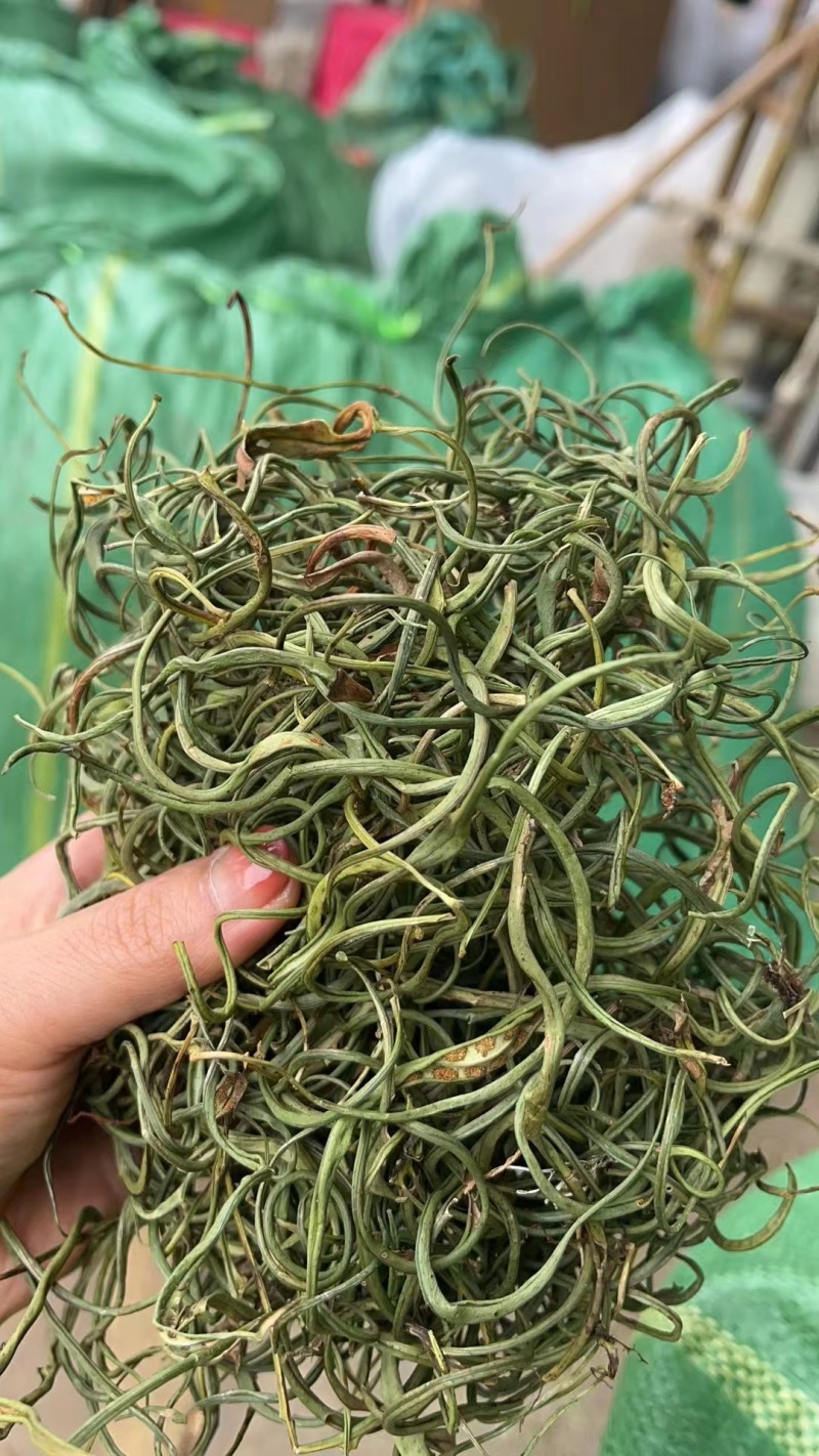精品化石草，有小叶、细叶、中叶、大叶化石草