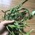 精品化石草，有小叶、细叶、中叶、大叶化石草