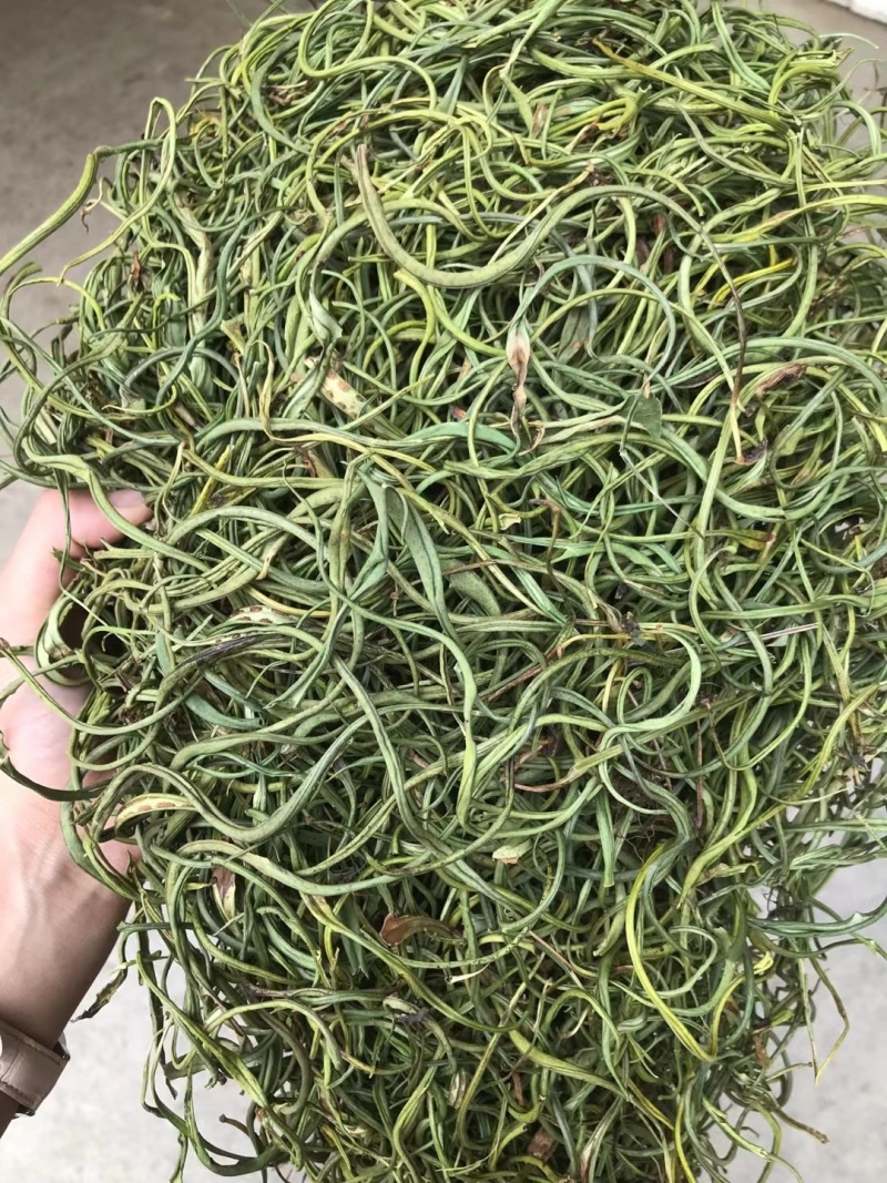 精品化石草，有小叶、细叶、中叶、大叶化石草
