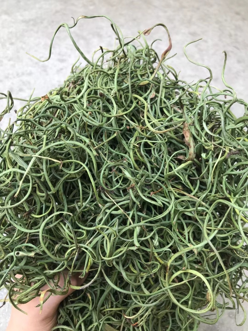 精品化石草，有小叶、细叶、中叶、大叶化石草