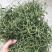精品化石草，有小叶、细叶、中叶、大叶化石草