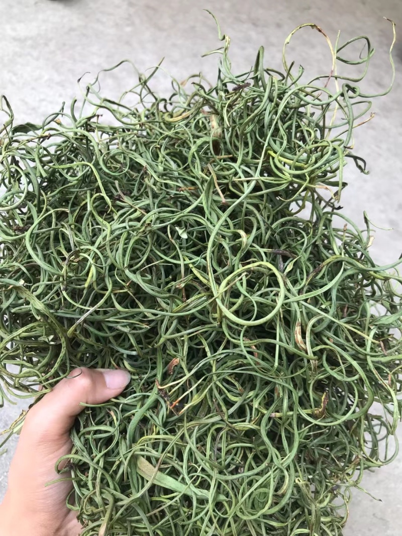 精品化石草，有小叶、细叶、中叶、大叶化石草
