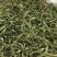 精品化石草，有小叶、细叶、中叶、大叶化石草